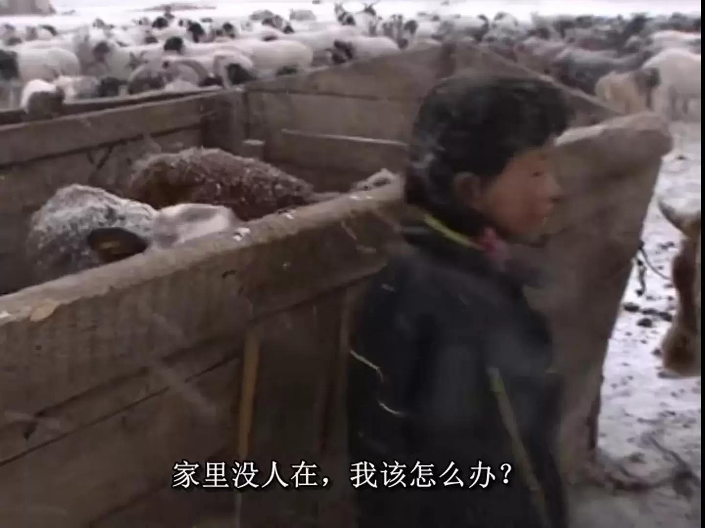 蒙古草原天气晴普洁真的死掉了吗?纪录片《蒙古草原，天气晴》，豆瓣9.7分