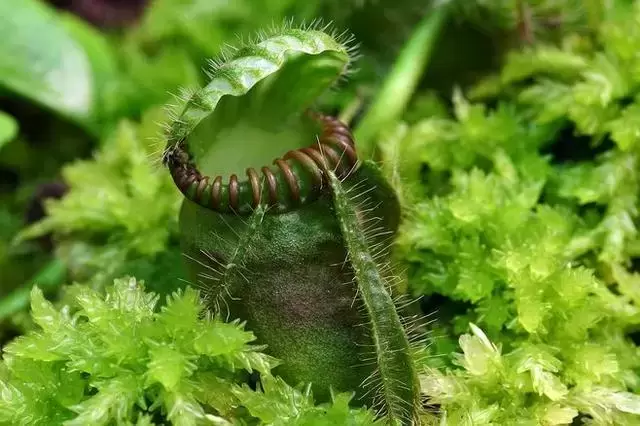 食肉植物都有哪些，全球八大食肉植物排名(附2023年最新排行榜前十排名名单)