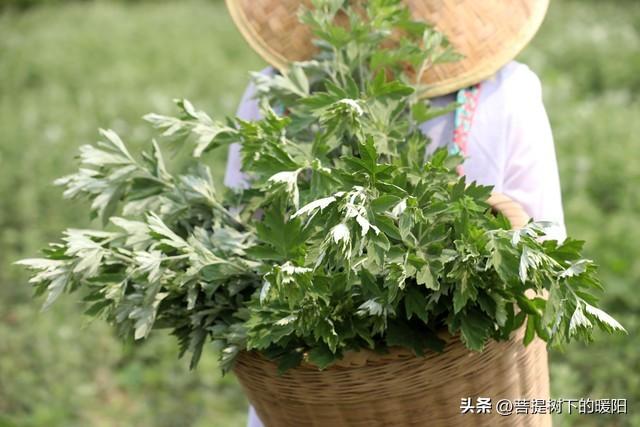 端午节艾草挂门上是什么意思